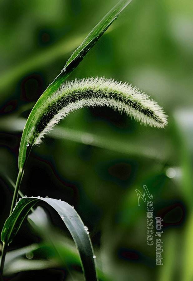 弘华朗诵【狗尾巴草的独白】作者/五彩云霞