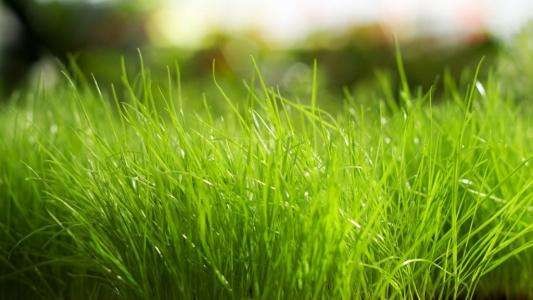 弘华朗诵【狗尾巴草的独白】作者/五彩云霞（图4）