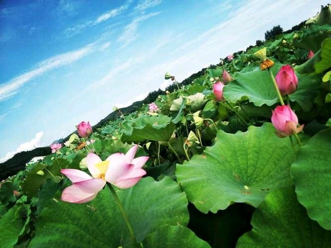 《故乡有荷》作者:田渝溆【主播:简单生活】【桃源国际诗歌集团】用声音传递温暖以诵读致敬人生♬（图4）