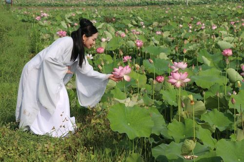 《故乡有荷》作者:田渝溆【主播:简单生活】【桃源国际诗歌集团】用声音传递温暖以诵读致敬人生♬（图6）