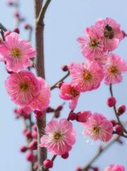 《梅花的心事说给春》作者:风清【主播:马艺军】【桃源国际诗歌集团】用声音传递温暖以诵读致敬人生♬（图5）