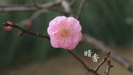 《梅花的心事说给春》作者:风清【主播:马艺军】【桃源国际诗歌集团】用声音传递温暖以诵读致敬人生♬（图6）