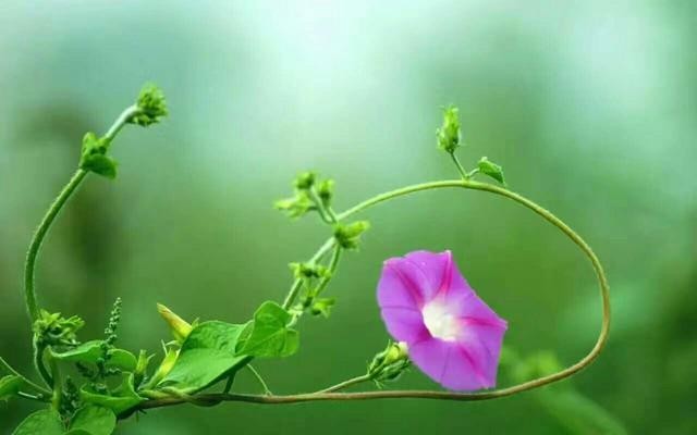 弘华朗诵【早春二月】作者/石志华(图10)