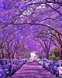 蓝花楹（图3）