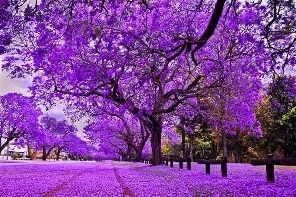 蓝花楹（图4）