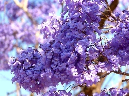 蓝花楹（图5）