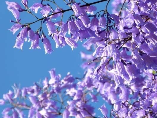 蓝花楹（图6）