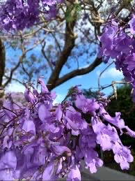 蓝花楹（图7）