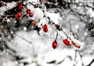 【新诗大观】春雪||文/金粉玉蝶