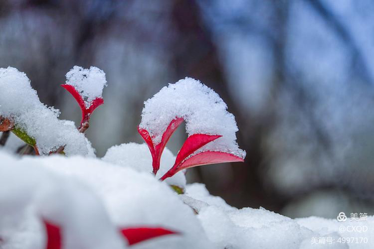 【新诗大观】春雪||文/金粉玉蝶（图2）