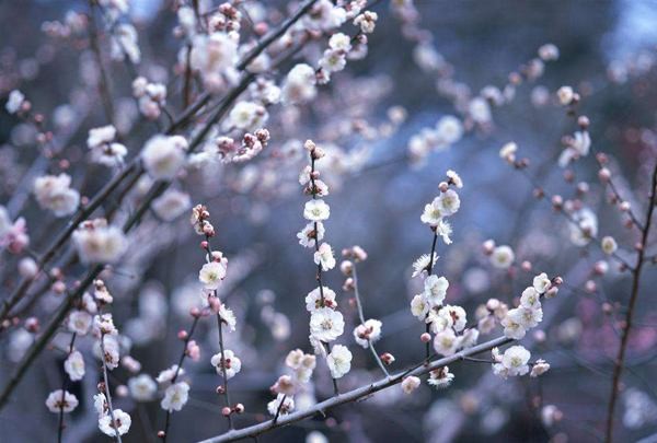 玫瑰伊人朗诵【雪花的快乐】作者/徐志摩（图5）