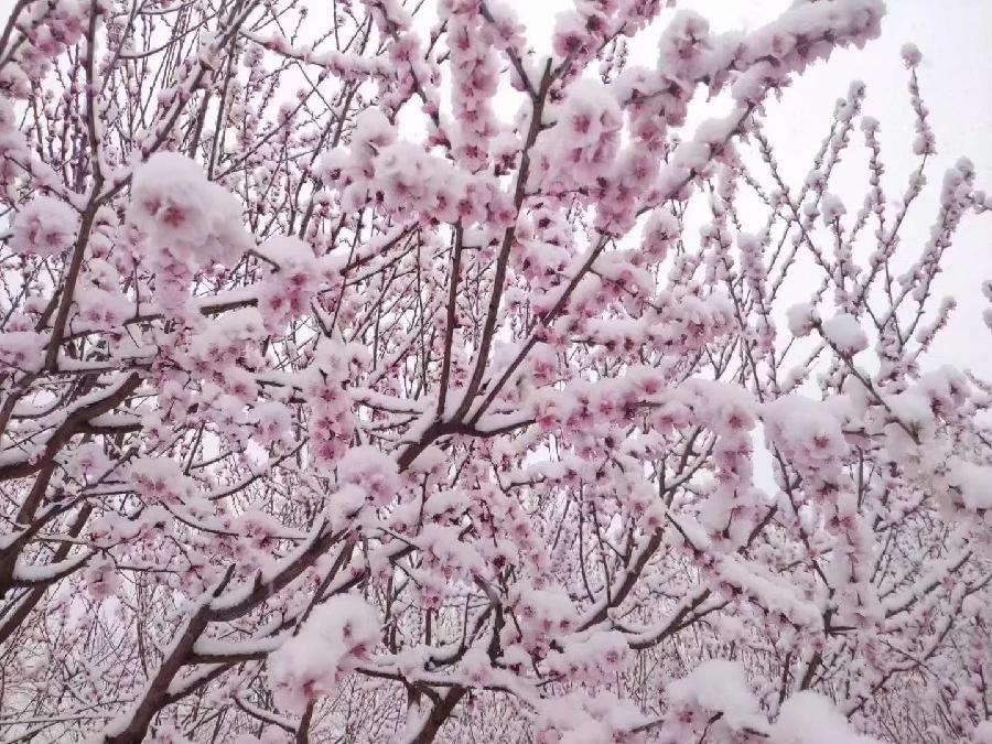 高虹朗诵【爱的春雪】作者/李虹（图5）