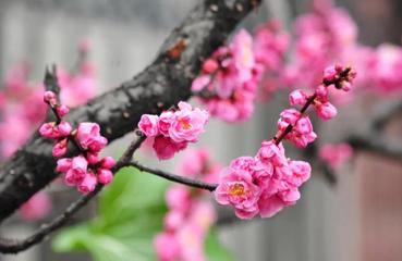 《梅花的心事说给春》作者:风清【主播:马艺军】【桃源国际诗歌集团】用声音传递温暖以诵读致敬人生♬（图4）