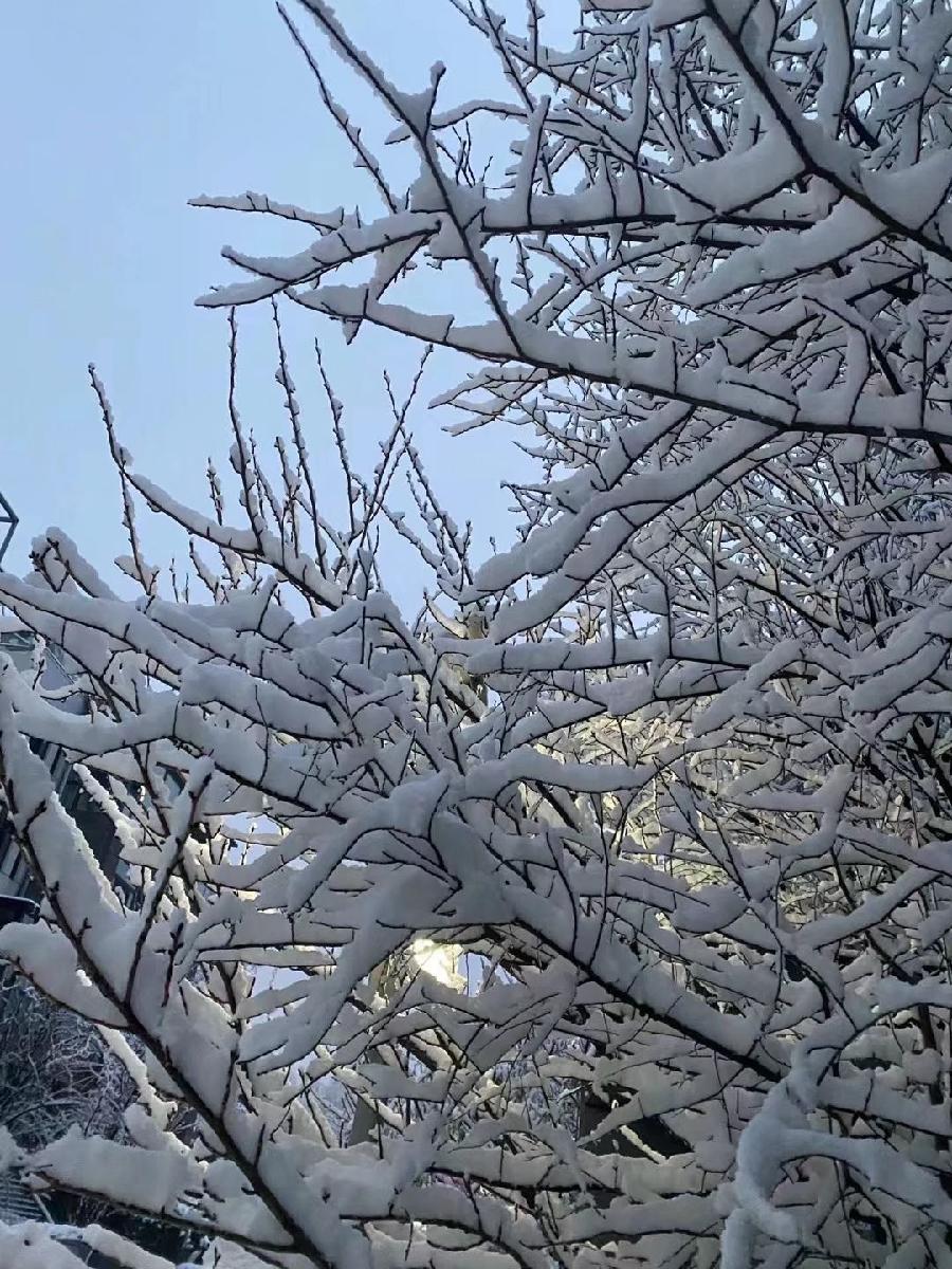 紫藤朗诵【京城无处不飞雪】作者/雷金钟（图7）