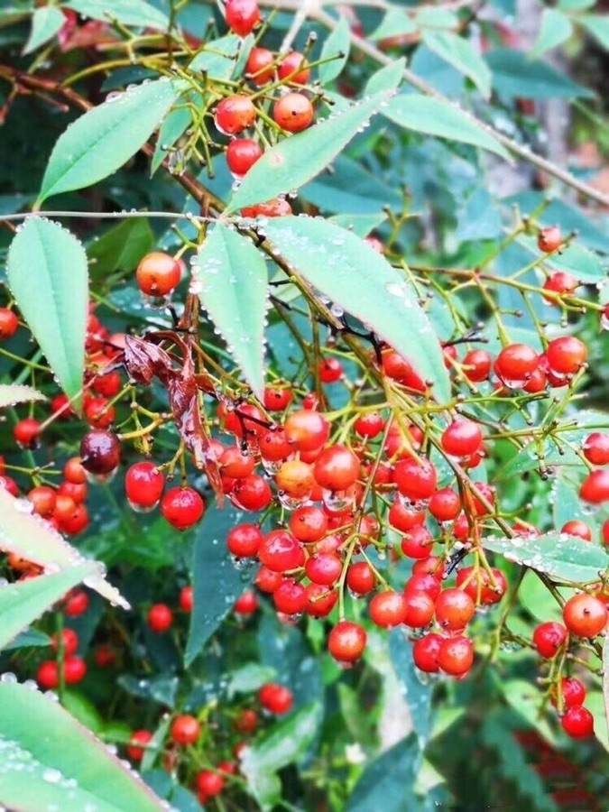 越南抱茎茶（图3）
