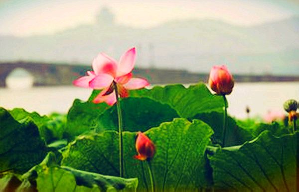 【都市头条】诗词天地 2023年第一期专刊(图6)