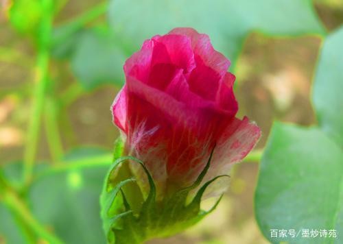 京果朗诵【如水的时光】作者/席慕蓉（图5）