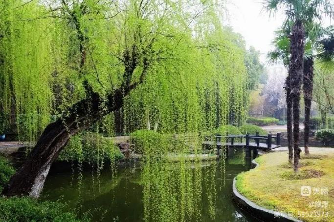 只等春风来赴约 文/安然小静