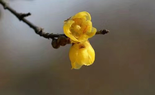 红梅诗歌文化传媒|| 把墨光抹在夕阳天边——乔兴振书法专辑||作者：品味人生 书法：乔兴振（图80）