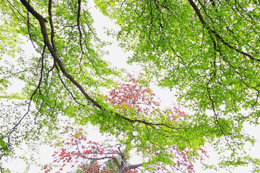 福生朗诵【我把乡愁写进诗行】作者/五彩云霞（图7）