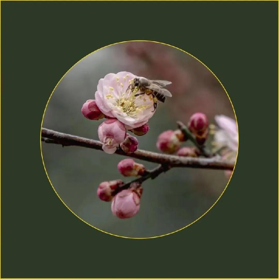 高虹朗诵【春天的脚步】作者/王全新（图5）