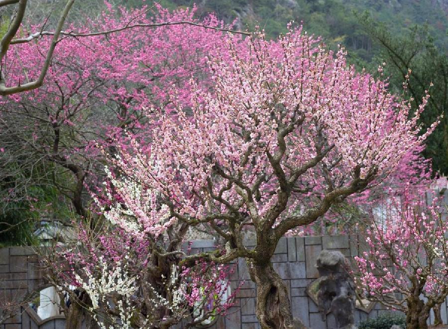 金明朗诵【风吹散了那朵花】作者/腊梅（图6）