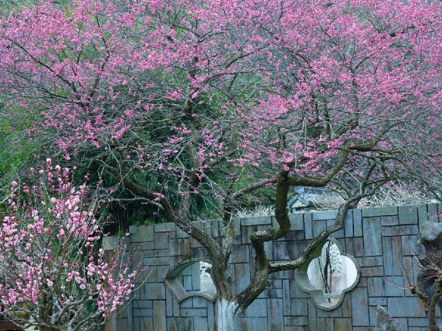 金明朗诵【风吹散了那朵花】作者/腊梅（图7）
