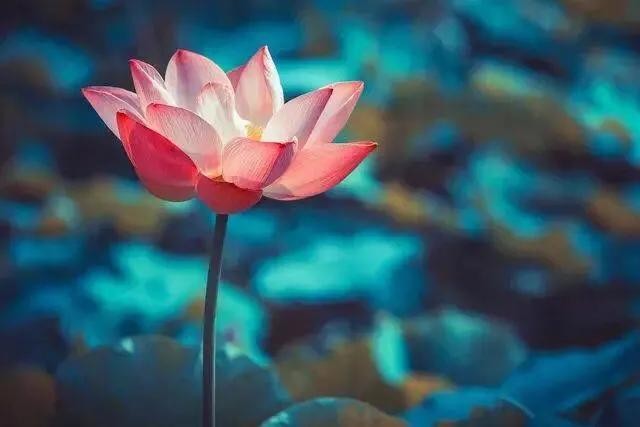 凤凰之歌朗诵【雨荷】作者/五彩云霞（图5）