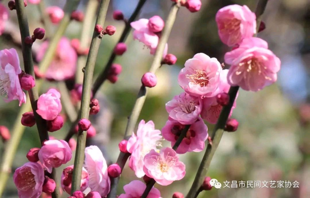 现代诗《我想住到那个地方》外二首作者刘水清（湖北）【冰心文化传媒】（图4）