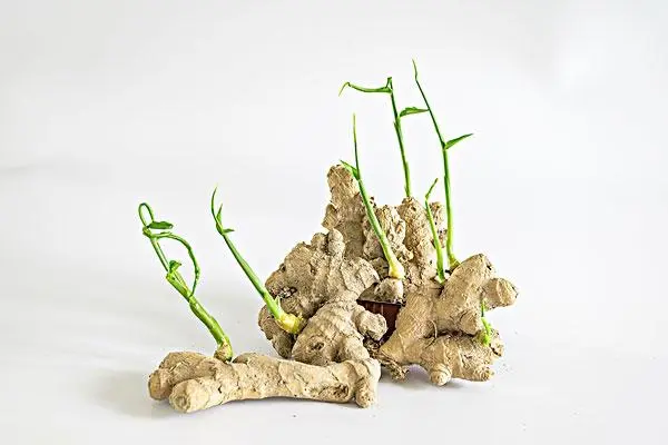 风雅诗社·第三十九期·格律诗篇（图9）