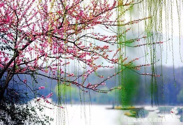 江 南 早 春 二 月 （三 首）文 / 思无涯