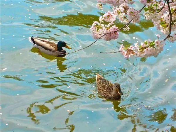 【新山东文学社】《春江水暖鸭先知》作者/刘桂荣 主播/清风（图3）
