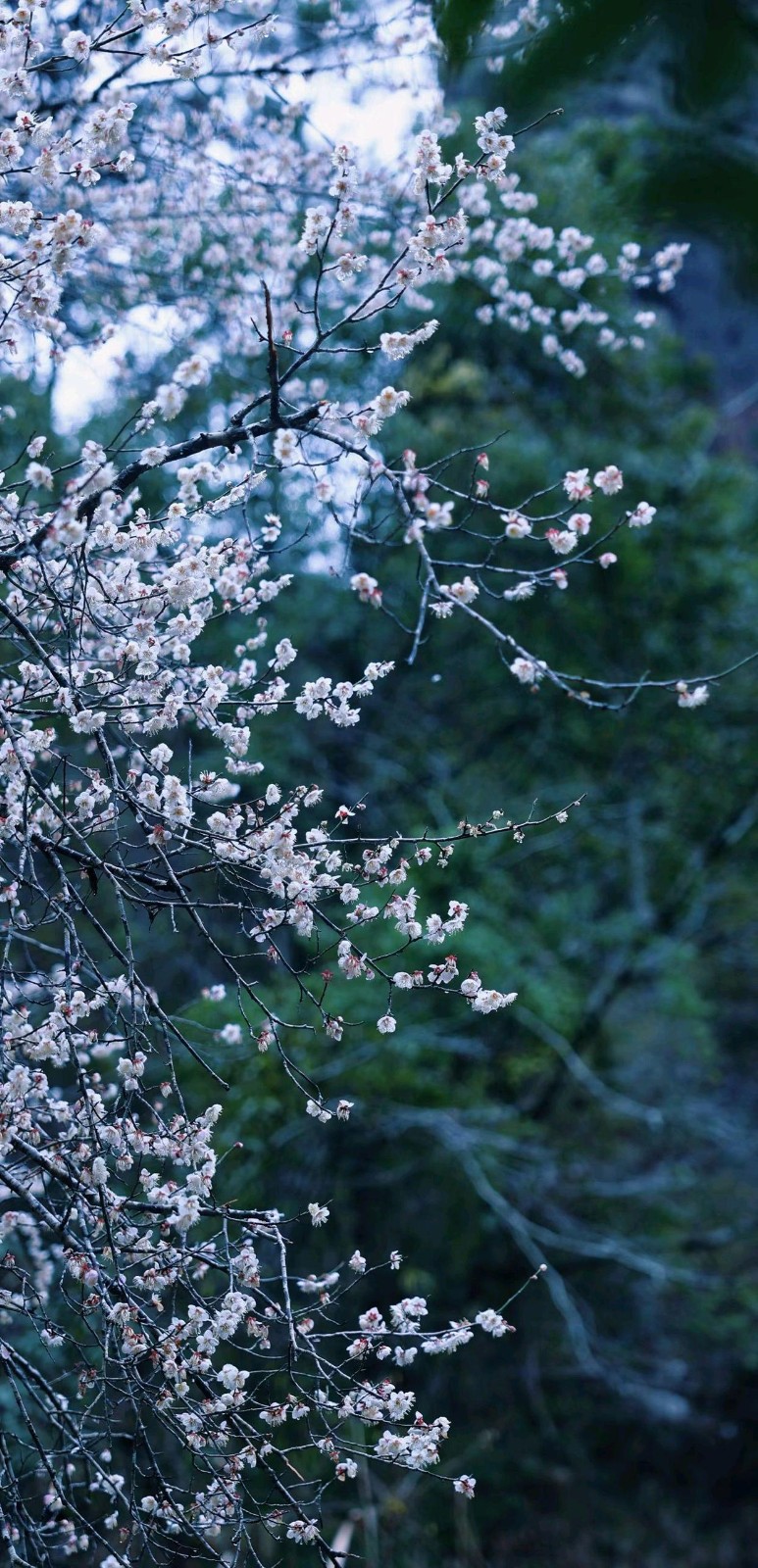 立梅朗诵【春天的脚步】作者/王全新（图8）