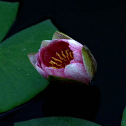 〖诗歌小辑〗杂诗忆记 作者 橄榄树（纽约）(十)【冰心文化传媒】总编:冰心（中国）（图7）