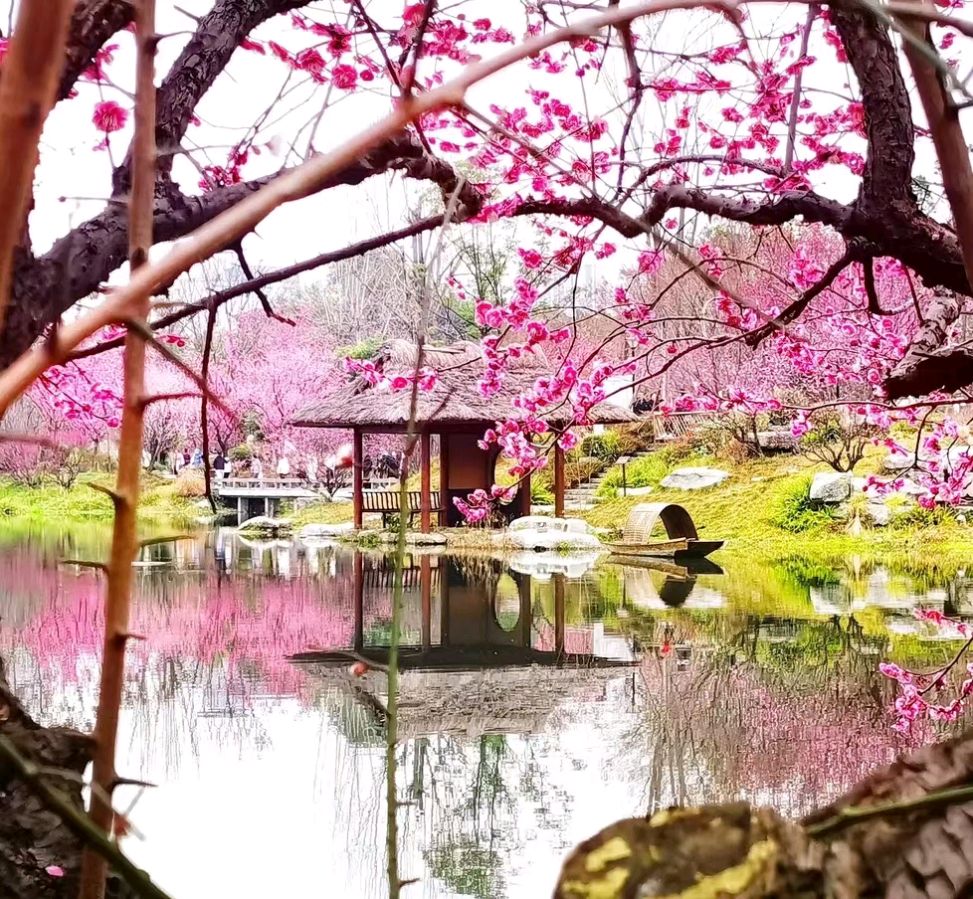 【中华诗艺社】推介/雪山飞狐:菩萨蛮·江南春(李白体）（图5）