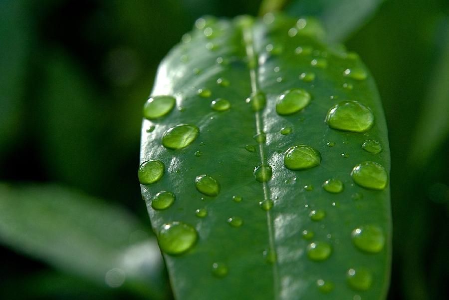 牛丽君朗诵【二十四节气系列小知识~雨水】文字整理/牛丽君(图6)