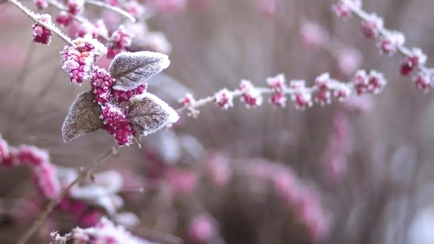 《李子老师诗词专辑》之一 主播：月儿；编辑：小鱼儿 【秦岛韵声】（第1022期）（图6）