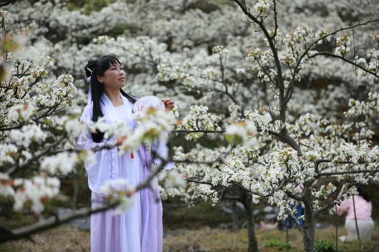 《梨花清芬少年梦》作者:临川公子【主播:知语】【桃源国际诗歌集团】用声音传递温暖以诵读致敬人生♬（图7）