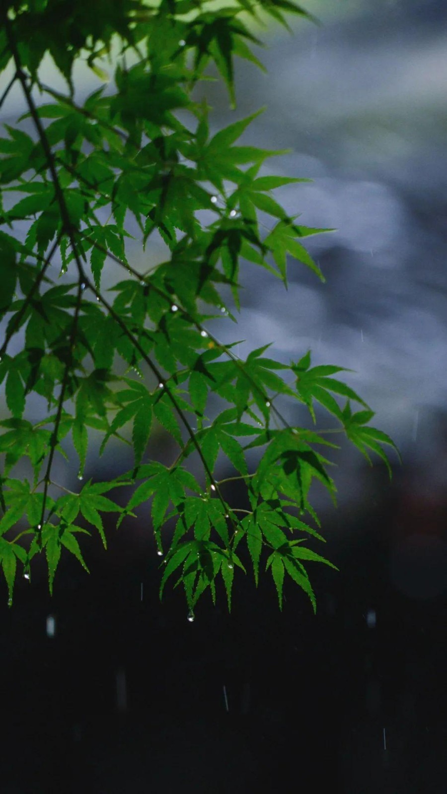 菊花朗诵【春天的脚步】作者/王全新（图8）