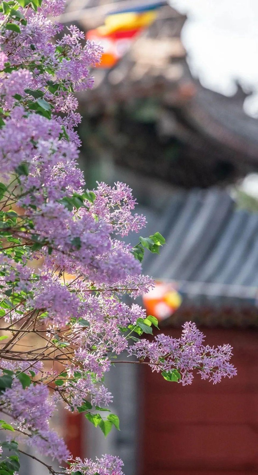 菊花朗诵【春天的脚步】作者/王全新（图6）