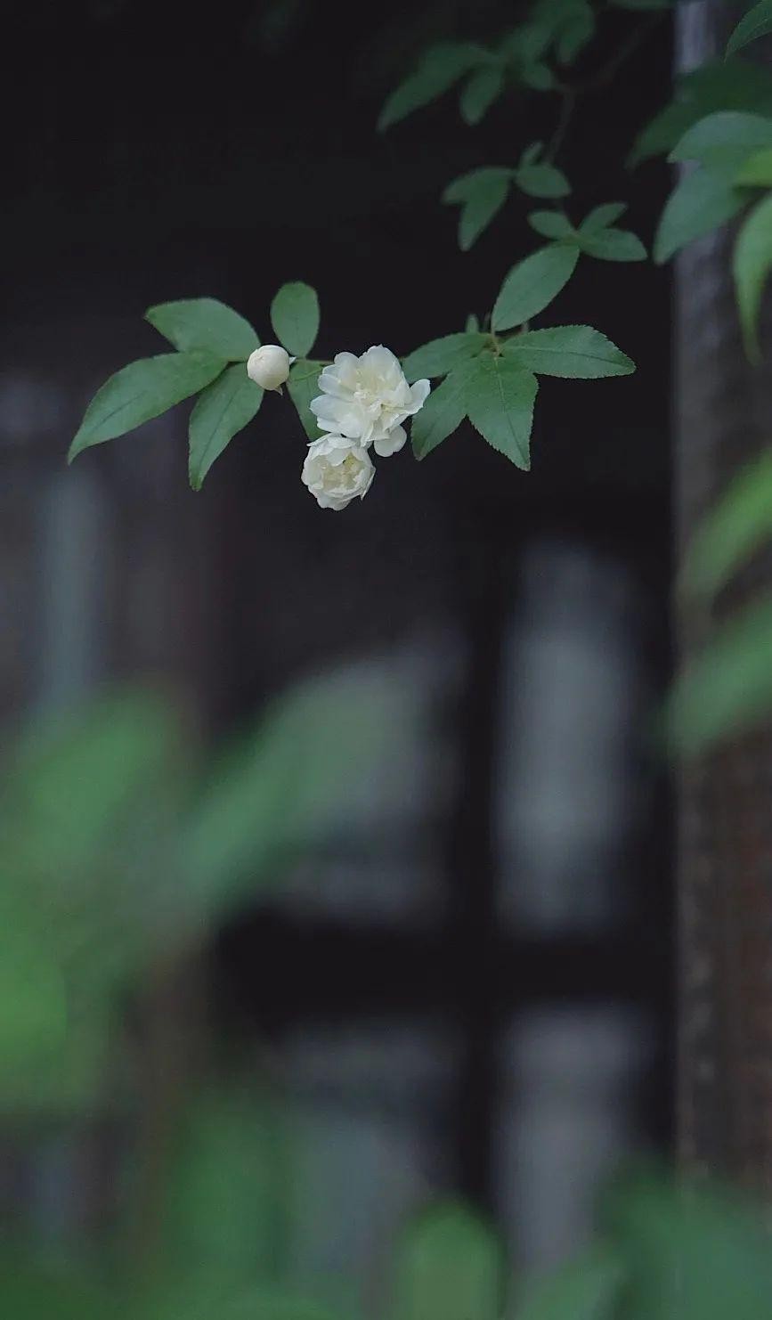 菊花朗诵【春天的脚步】作者/王全新（图5）