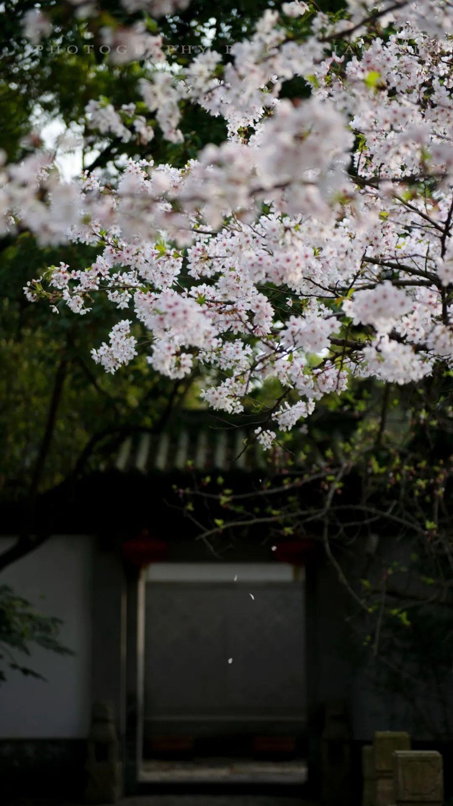 琦琦赵朗诵【初春的等待*外一首】作者/旷野野草（图6）