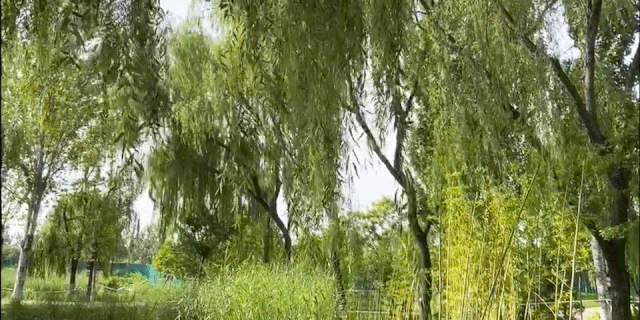 【美文美诵】《风上柳梢头》作者/莫先生诵读/瑞雪丰年编辑/雨杉【花雨馨声】有声文学平【第221期】（图4）