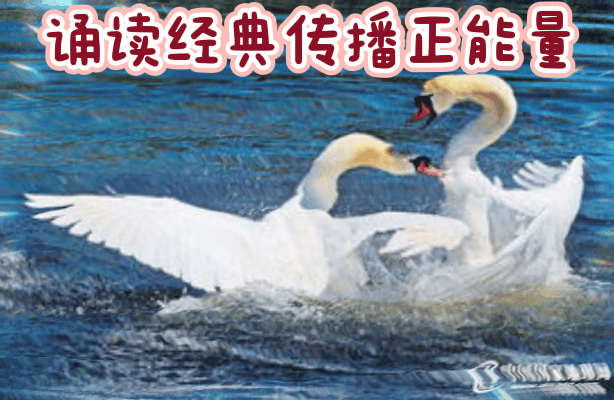 【中国长江文学社】名家名诵《蓝天云朵 湖面天鹅 》作者蓝天风/诵读治新/制作/宋梅【第5255期】（图2）