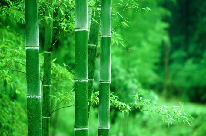 咏竹（图6）