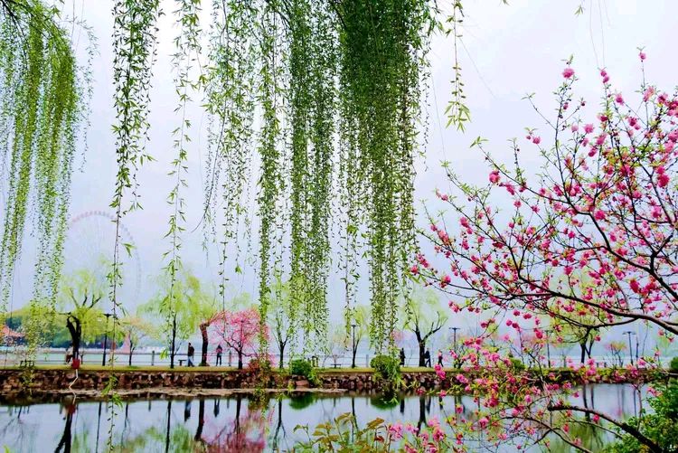 【美文美诵】《咏春》作者/叶子 诵读/梅竹 编辑/五指山【花雨馨声】有声文学平台【第223期】（图5）