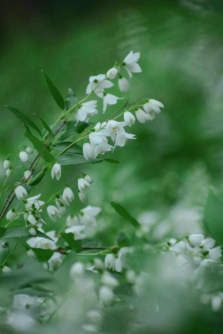 紫菱菱朗诵【春天的脚步】作者/王全新（图6）