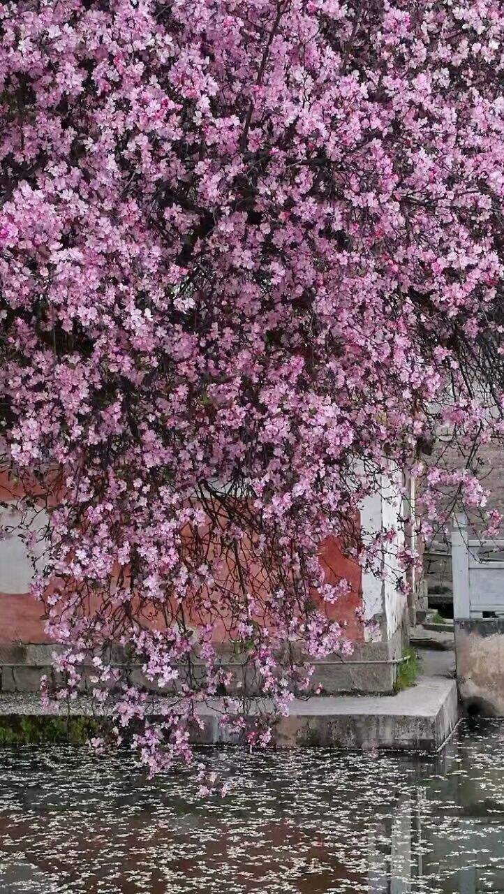 陈兵朗诵【你美成了一树花开】作者/竹园清风（图5）