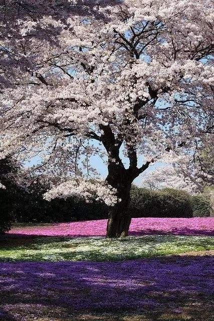 凤凰之歌朗诵【你美成了一树花开】作者/竹园清风（图6）