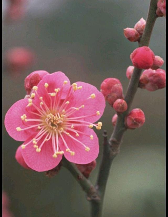 祥玉朗诵【正能量的人】作者王胜利（图6）